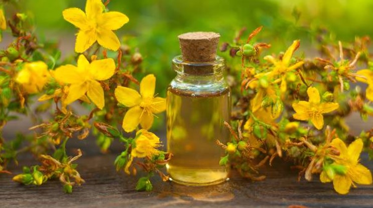 Sarı Kantaron Yağı Menisküse İyi Gelirmi